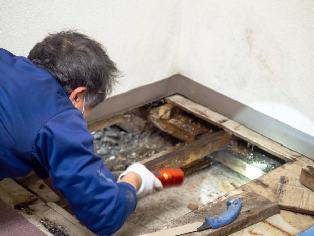 Best Black Mold Remediation in Questa, NM