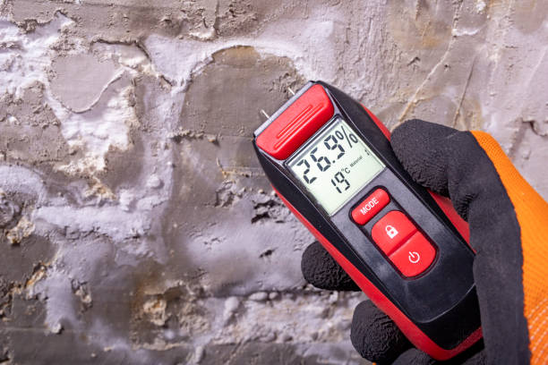 Best Basement Mold Remediation in Questa, NM