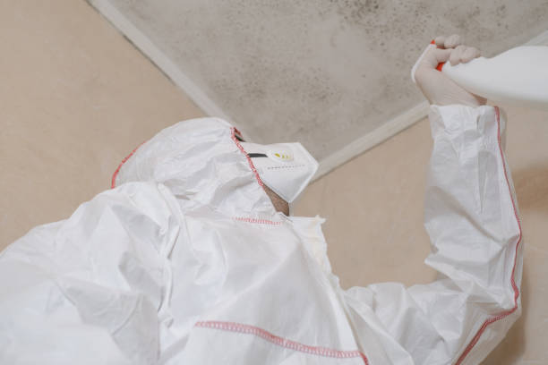 Questa, NM Mold Remediation Company