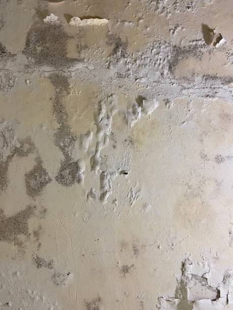 Best Localized Mold Remediation (e.g., coastal areas, humid climates) in Questa, NM